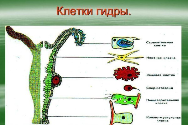 Kraken ссылка krakens13 at